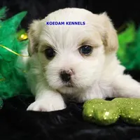 Blondie Female 1, a female Morkie for sale in Rock Rapids, IA – Photo 2 of 2