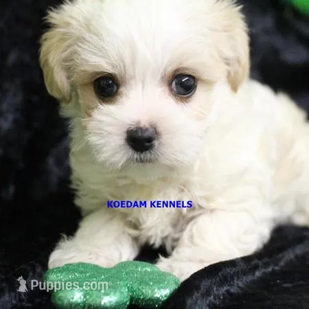 Blondie Female 1 – Morkie puppy for sale in Rock Rapids, IA