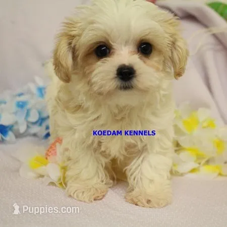 Blondie Female 1 – Morkie puppy for sale in Rock Rapids, IA