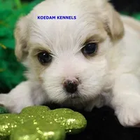 Blondie Female 1, a female Morkie for sale in Rock Rapids, IA – Photo 1 of 2