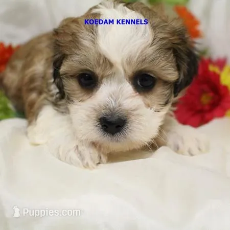 Doe Male 2 – Shichon puppy for sale in Rock Rapids, IA