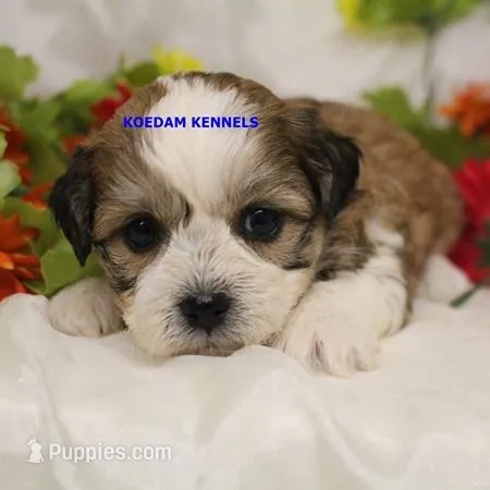 Doe Male 2 – Shichon puppy for sale in Rock Rapids, IA