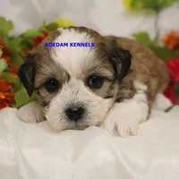 Doe Male 2, a male Shichon for sale in Rock Rapids, IA – Photo 1 of 2