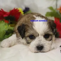 Doe Male 2, a male Shichon for sale in Rock Rapids, IA – Photo 2 of 2