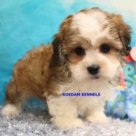 Doe Male 2 – Shichon puppy for sale in Rock Rapids, IA
