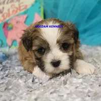 Tickles Male, a female Mal Shi for sale in Rock Rapids, IA – 2 of 2