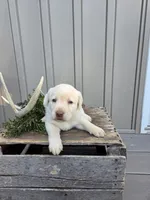 Maple, a female Labrador Retriever for sale in Narvon, PA – 2 of 2