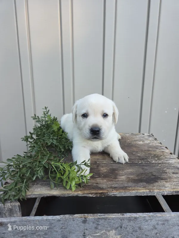 Oakley – Labrador Retriever puppy for sale in Narvon, PA