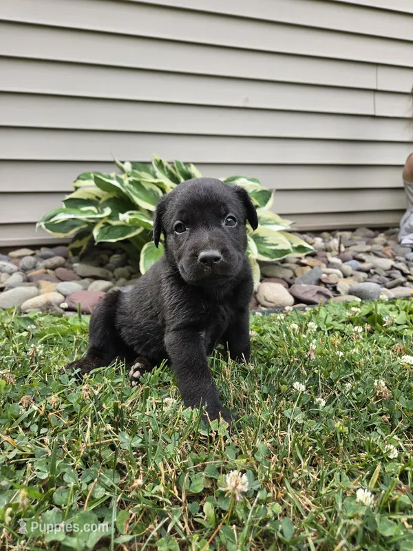 Timber – Labrador Retriever puppy for sale in Narvon, PA