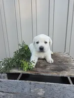 Oakley, a female Labrador Retriever for sale in Narvon, PA – 2 of 2