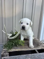 Moose, a male Labrador Retriever for sale in Narvon, PA – 1 of 1
