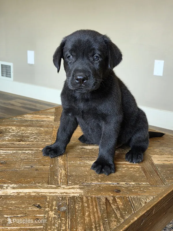 Timber – Labrador Retriever puppy for sale in Narvon, PA