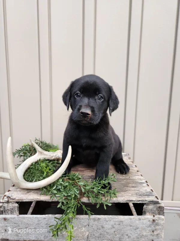 Remmy – Labrador Retriever puppy for sale in Narvon, PA