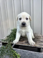 Bear, a male Labrador Retriever for sale in Narvon, PA – 2 of 2