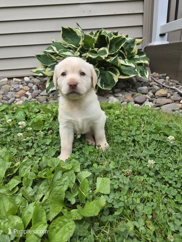 Maple – Labrador Retriever puppy for sale in Narvon, PA