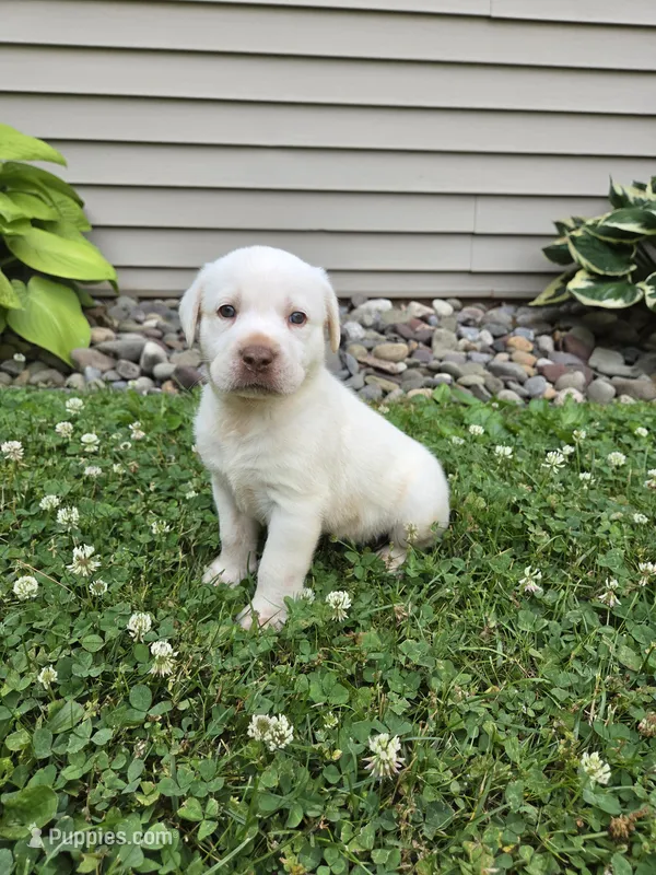 Ranger – Labrador Retriever puppy for sale in Narvon, PA