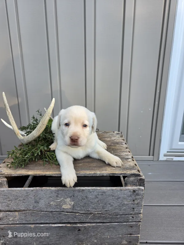 Maple – Labrador Retriever puppy for sale in Narvon, PA
