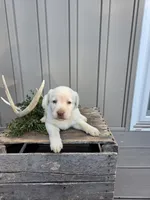 Maple, a female Labrador Retriever for sale in Narvon, PA – 1 of 2