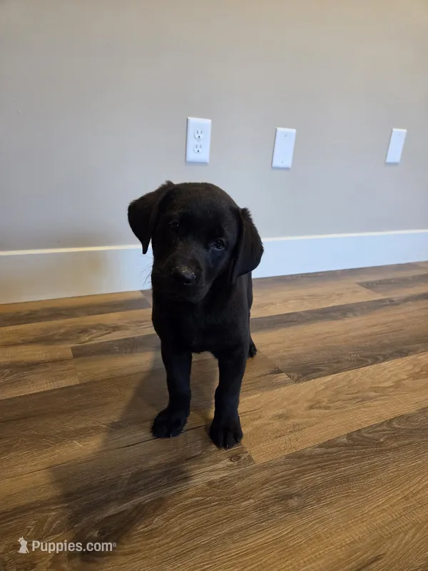 Remmy – Labrador Retriever puppy for sale in Narvon, PA