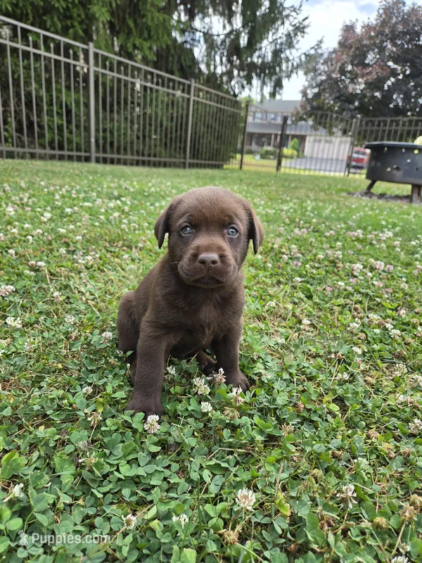 Gunner – Labrador Retriever puppy for sale in Narvon, PA