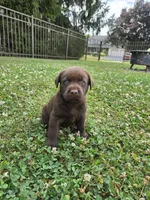 Gunner, a male Labrador Retriever for sale in Narvon, PA – 1 of 1