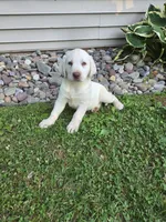 Ranger, a male Labrador Retriever for sale in Narvon, PA – 2 of 2