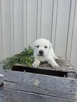 Cedar, a female Labrador Retriever for sale in Narvon, PA – 1 of 1