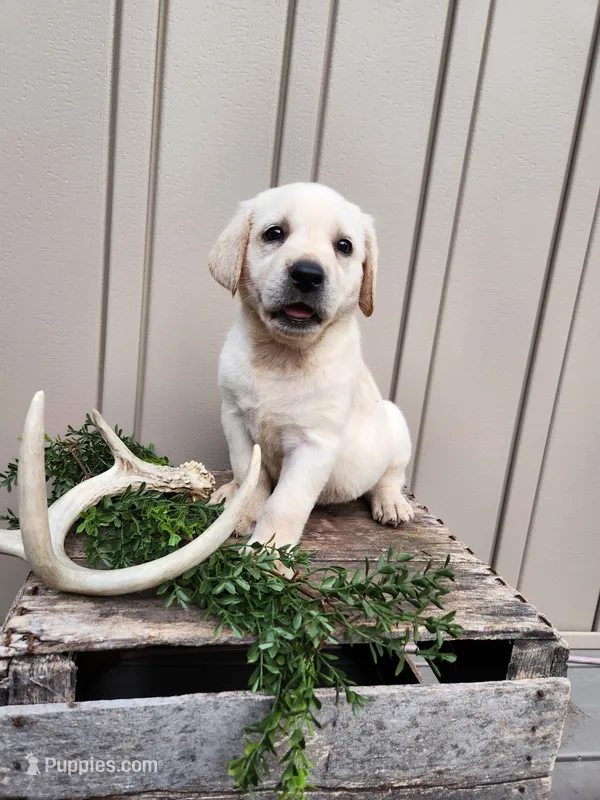 Oakley – Labrador Retriever puppy for sale in Narvon, PA