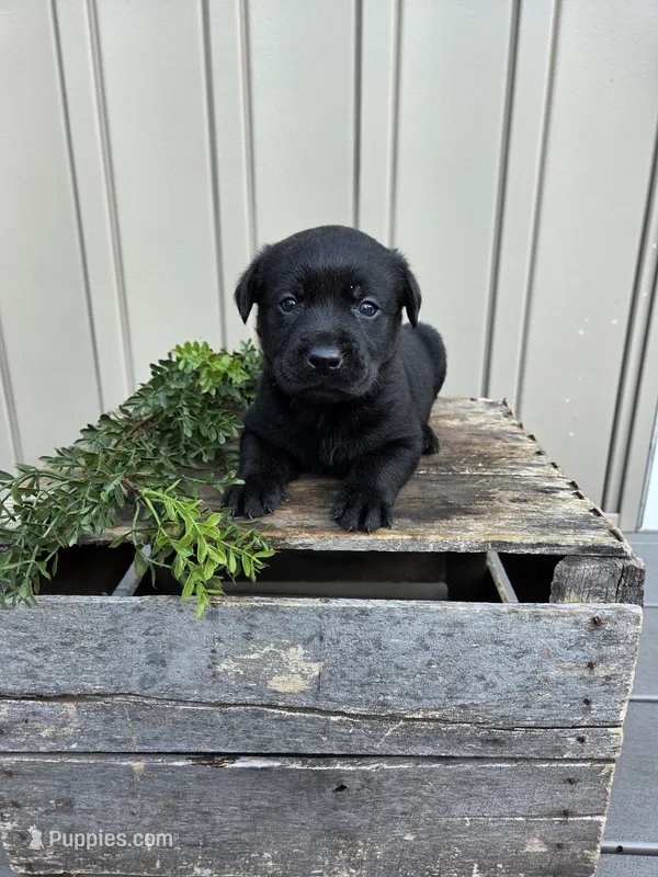 Remmy – Labrador Retriever puppy for sale in Narvon, PA