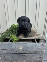 Remmy, a female Labrador Retriever for sale in Narvon, PA – 1 of 1