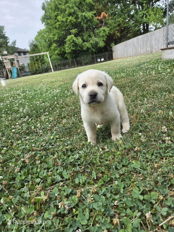 Cedar – Labrador Retriever puppy for sale in Narvon, PA