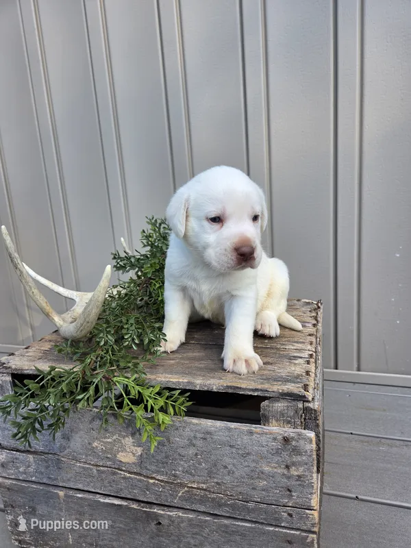 Ranger – Labrador Retriever puppy for sale in Narvon, PA