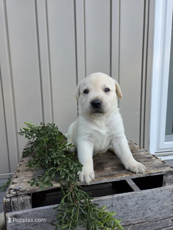 Bear – Labrador Retriever puppy for sale in Narvon, PA