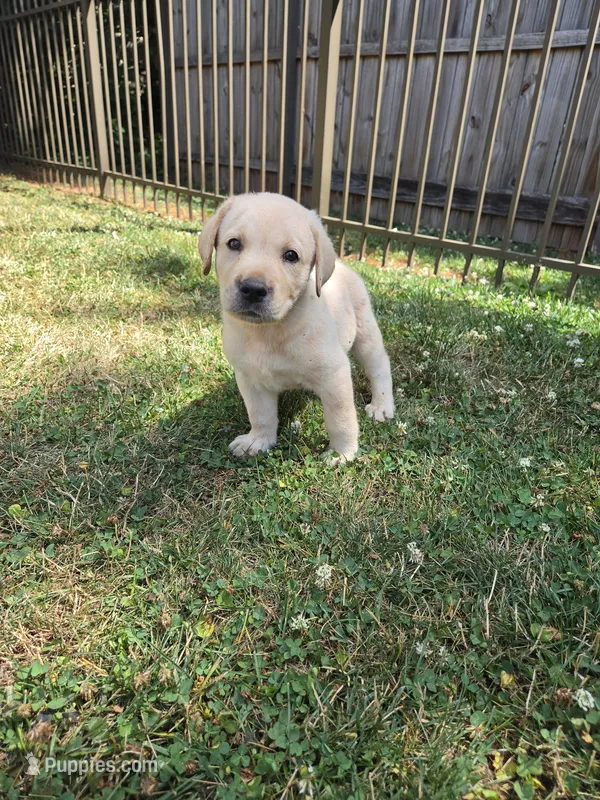 Bear – Labrador Retriever puppy for sale in Narvon, PA