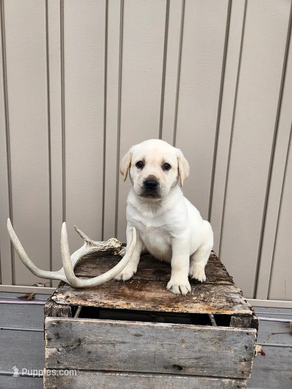 Oakley – Labrador Retriever puppy for sale in Narvon, PA