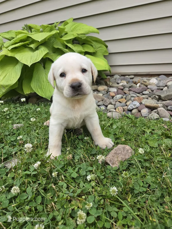 Moose – Labrador Retriever puppy for sale in Narvon, PA