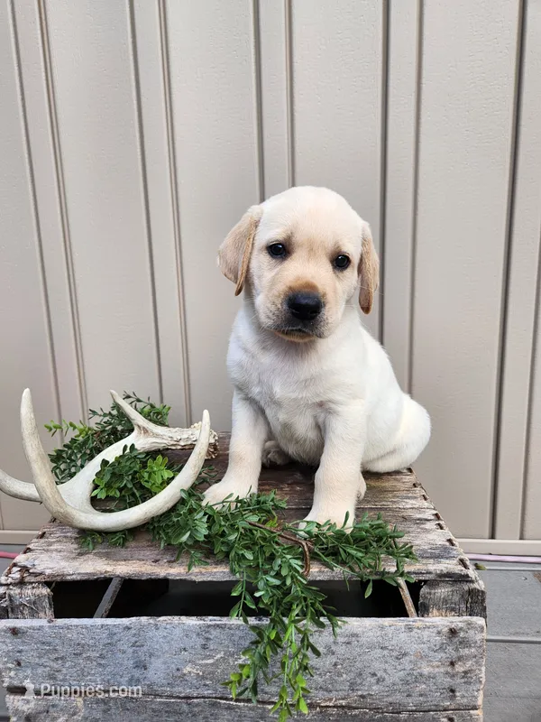 Bear – Labrador Retriever puppy for sale in Narvon, PA