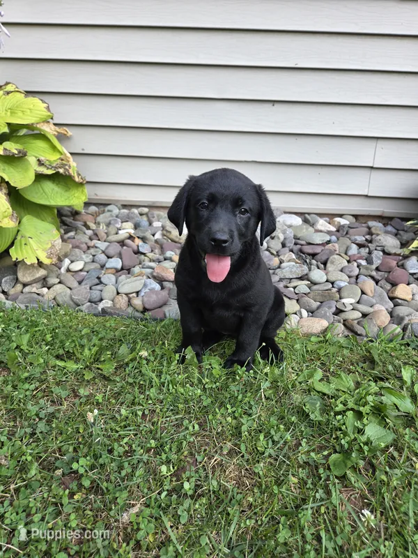 Remmy – Labrador Retriever puppy for sale in Narvon, PA