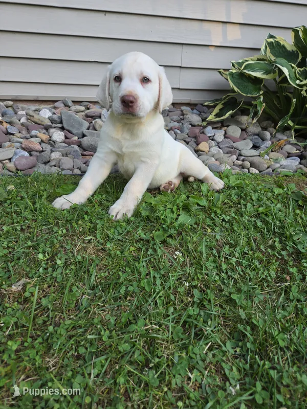 Ranger – Labrador Retriever puppy for sale in Narvon, PA