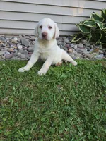 Ranger, a male Labrador Retriever for sale in Narvon, PA – 1 of 2