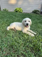 Oakley, a female Labrador Retriever for sale in Narvon, PA – 2 of 2
