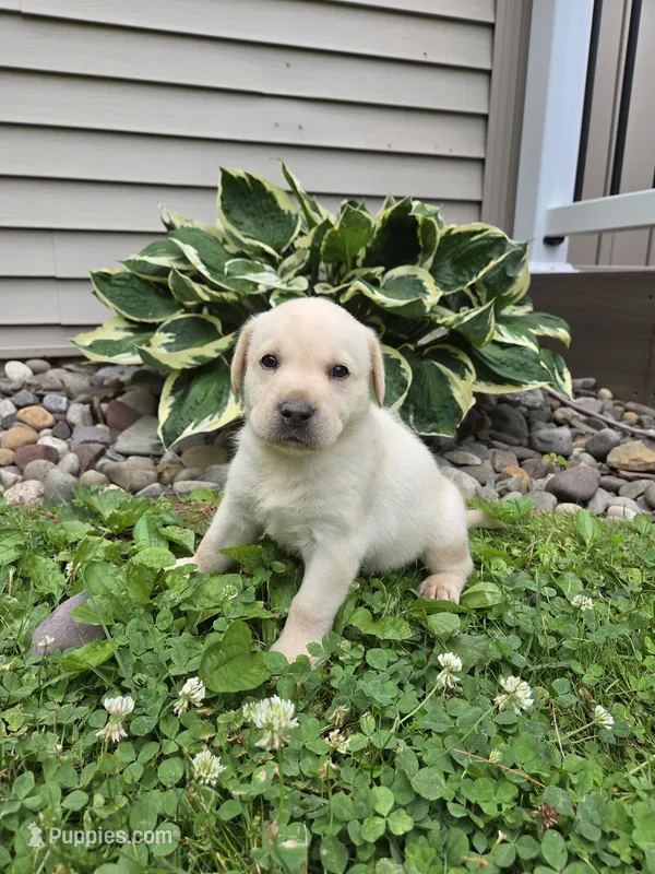 Bear – Labrador Retriever puppy for sale in Narvon, PA