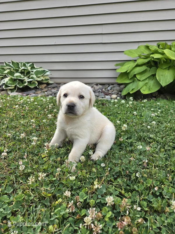Oakley – Labrador Retriever puppy for sale in Narvon, PA
