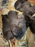 pup 18, a male Great Dane for sale in Woodbridge, CT – Photo 3 of 6