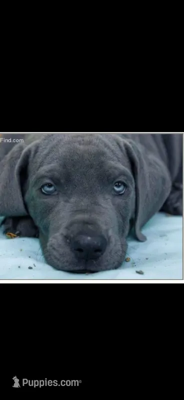 pup 18 – Great Dane puppy for sale in Woodbridge, CT