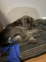 pup 18, a male Great Dane for sale in Woodbridge, CT – Photo 5 of 6