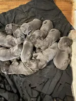 pup 18, a male Great Dane for sale in Woodbridge, CT – Photo 2 of 6