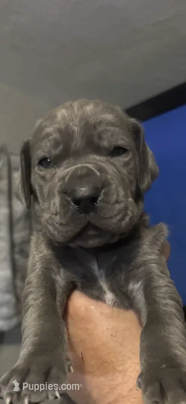 Blue Great Dane Pup