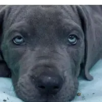 Blue Great Dane Puppy 6, a male Great Dane for sale in Woodbridge, CT – Photo 3 of 4