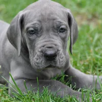 Blue Great Dane Puppy 6, a male Great Dane for sale in Woodbridge, CT – Photo 1 of 4